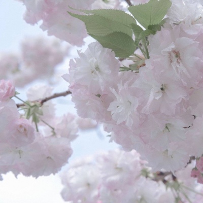 Furry插画风格解析福瑞交流群